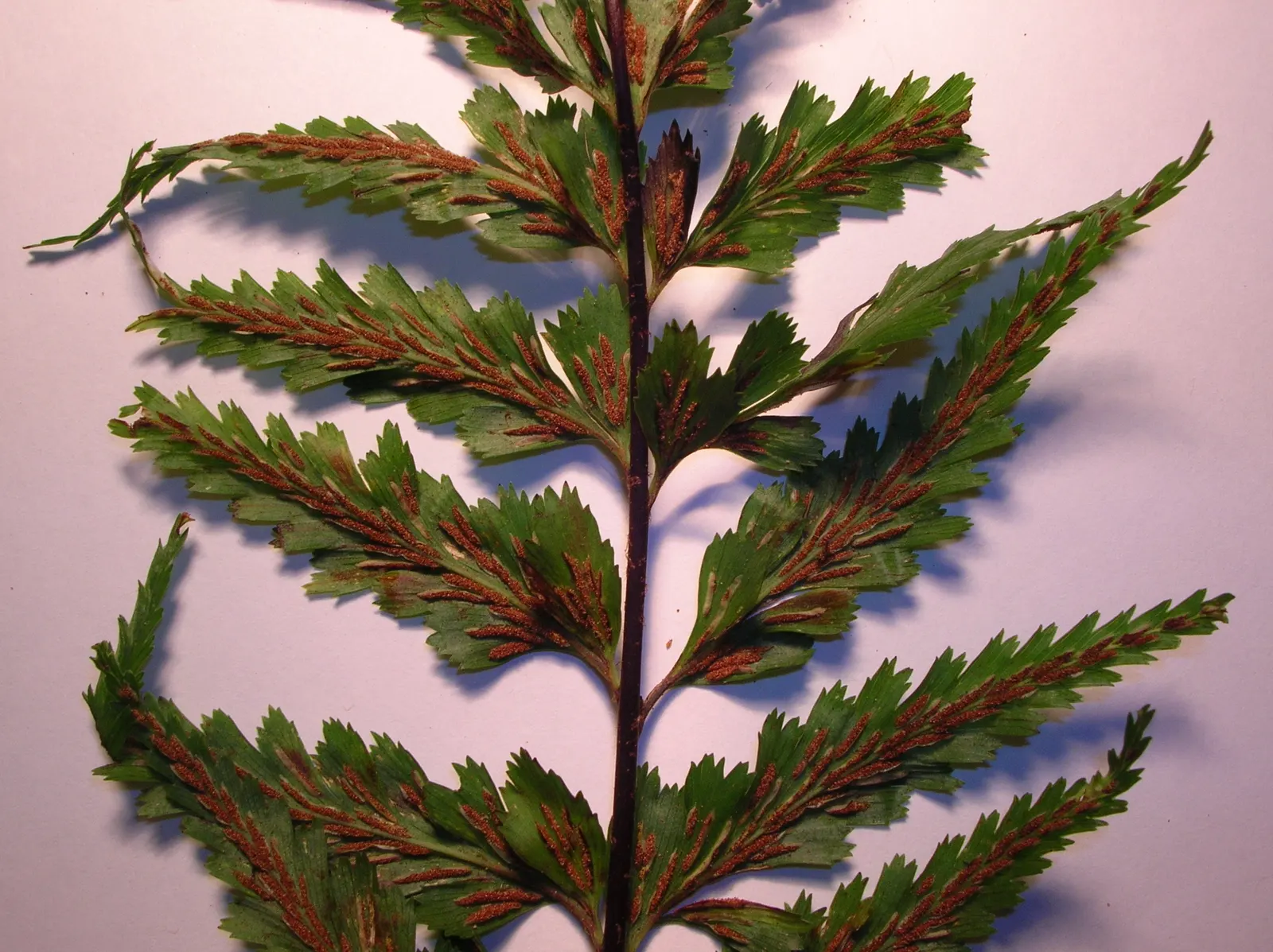 Hart's Tongue Fern (Asplenium Scolopendrium) — sori form a herringbone pattern; appreciated for its distinctive, image 90