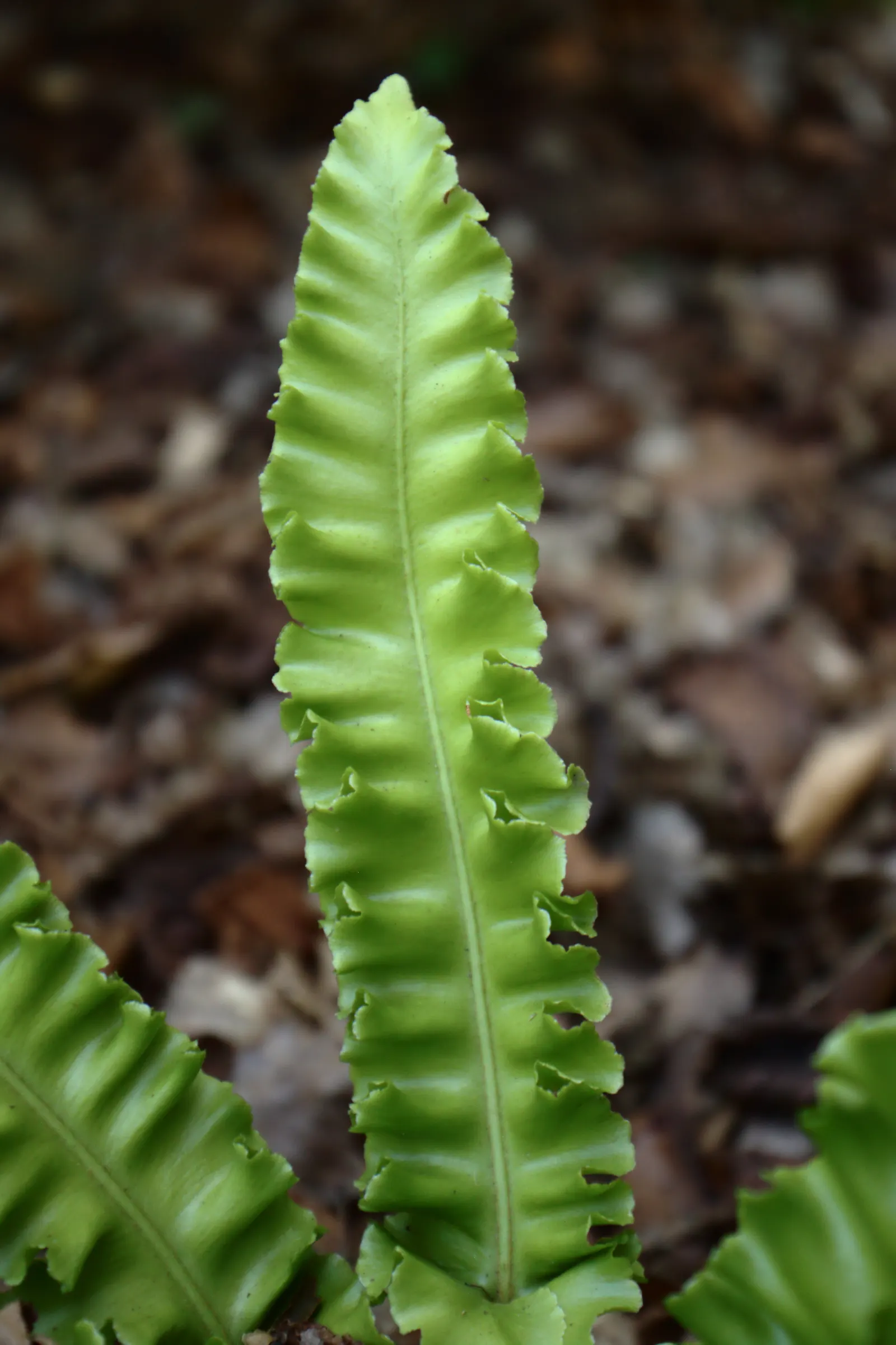 Hart's Tongue Fern (Asplenium Scolopendrium) — glossy fronds splay outwards like green tongues; typically reaching lengths of 10 to 18 inches, image 59
