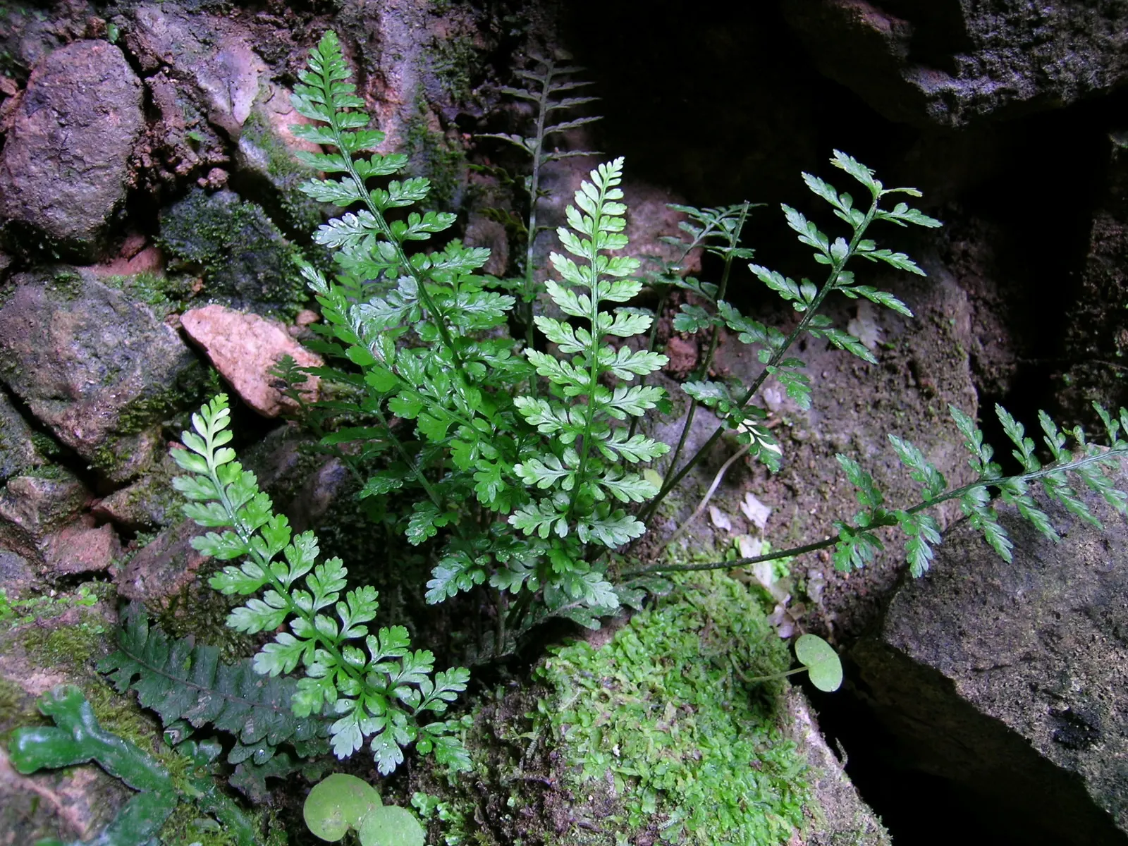 Hart's Tongue Fern (Asplenium Scolopendrium) — Along the back of each mature frond; incorporating this fern into a landscape provides exceptional, image 89