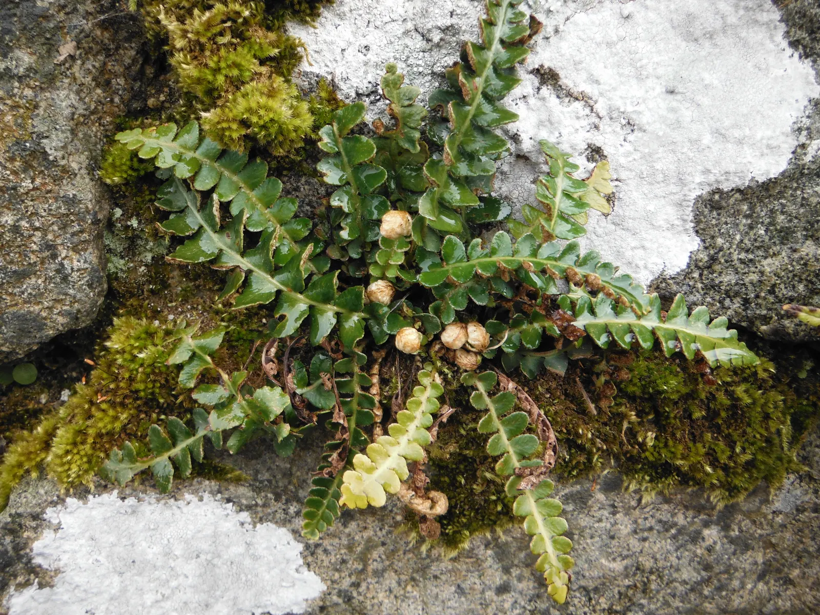 Hart's Tongue Fern (Asplenium Scolopendrium) — typically reaching lengths of 10 to 18 inches; <br><br>Hart's Tongue Fern favors USDA Hardiness, image 85