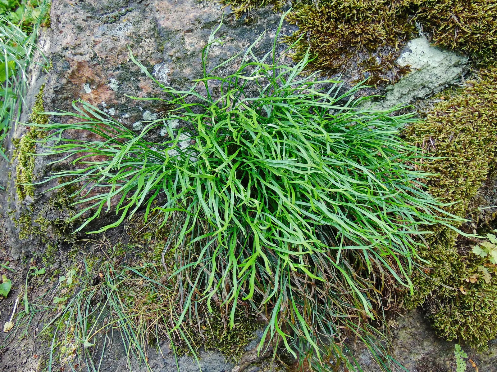 Hart's Tongue Fern (Asplenium Scolopendrium) — <br><br>This low-maintenance fern demands little once established - no routine pruning; the Hart's, image 97