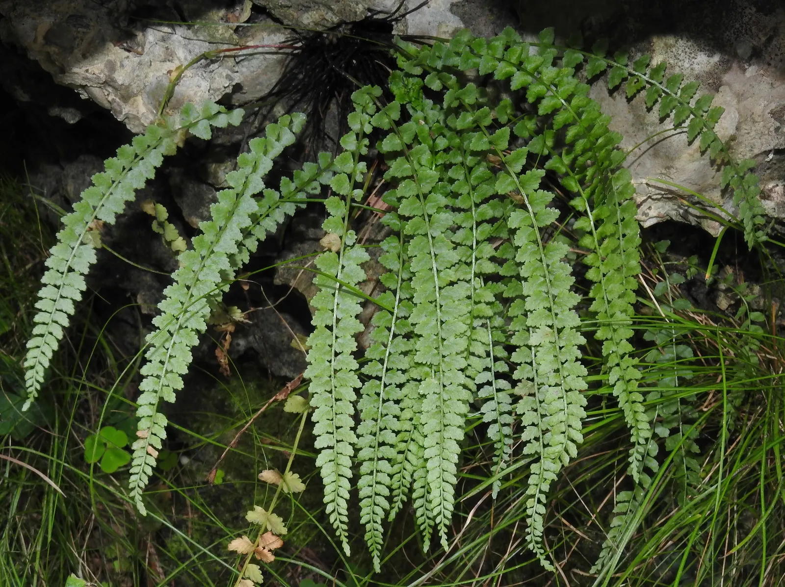 Hart's Tongue Fern (Asplenium Scolopendrium) — fern for deep shade or half or shade; <br><br>This low-maintenance fern demands little once, image 150