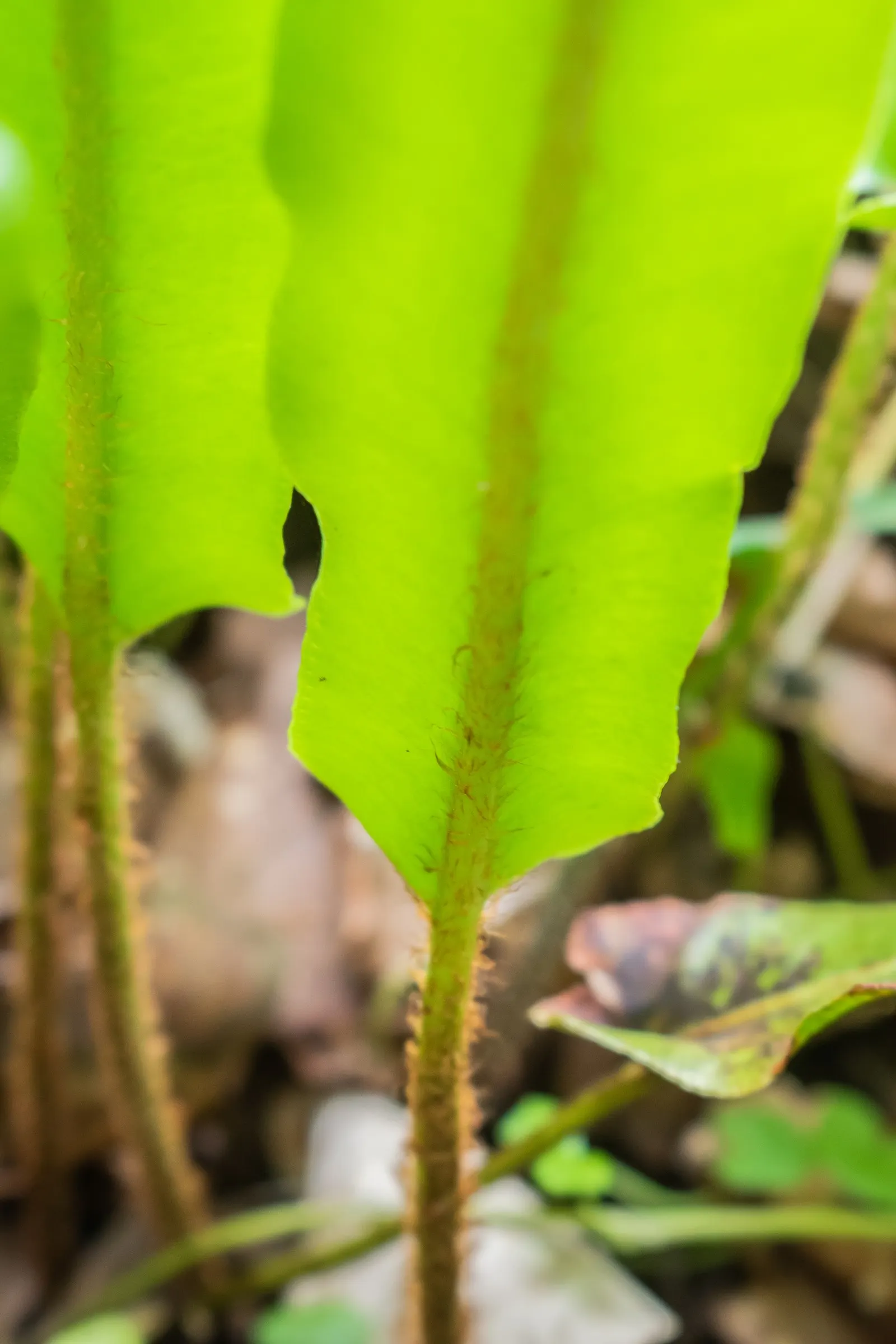 Hart's Tongue Fern (Asplenium Scolopendrium) — glossy fronds splay outwards like green tongues; typically reaching lengths of 10 to 18 inches, image 84