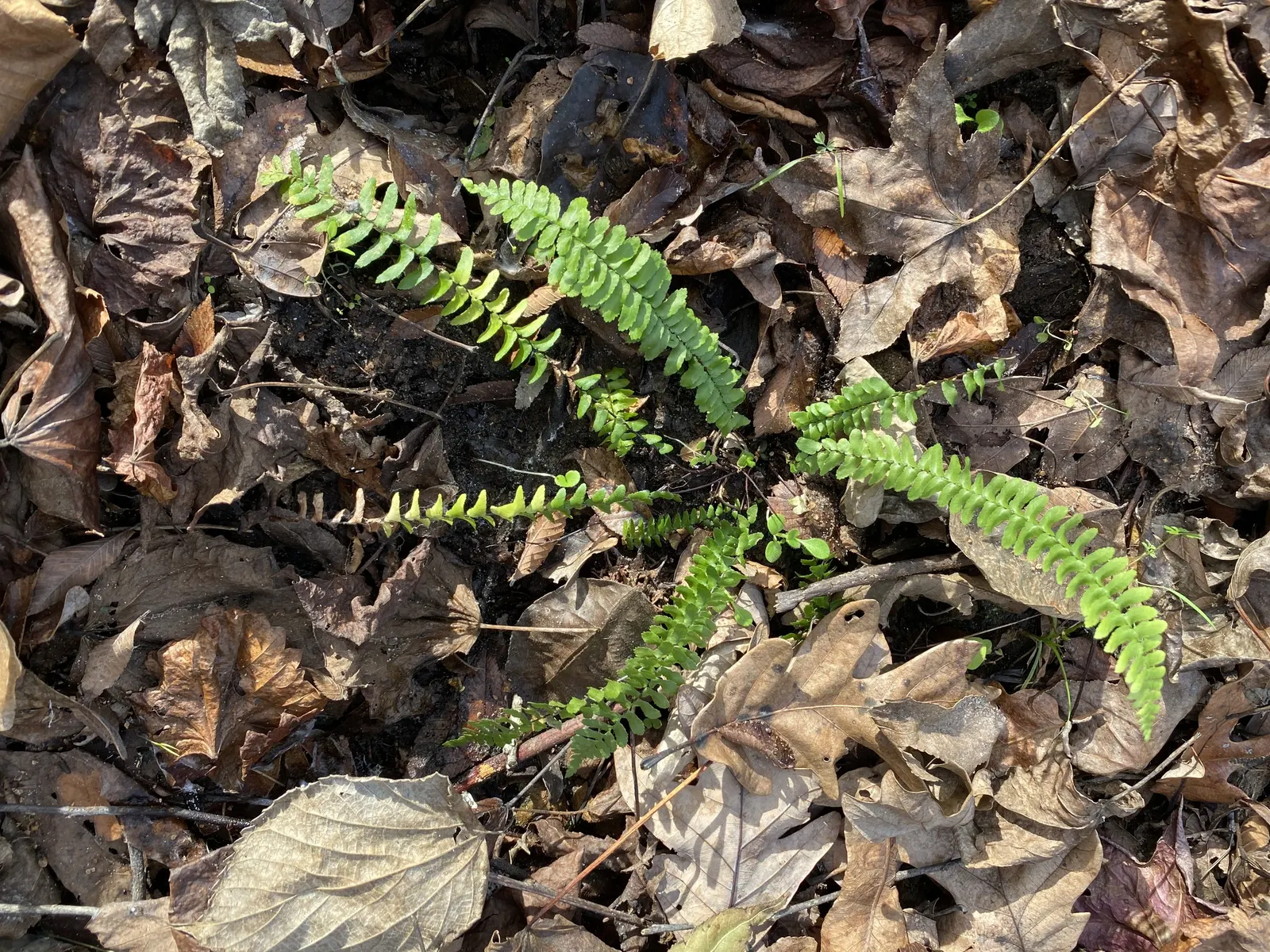 Hart's Tongue Fern (Asplenium Scolopendrium) — scolopendrium as an ornamental candidate for shaded borders; sori form a herringbone pattern, image 124