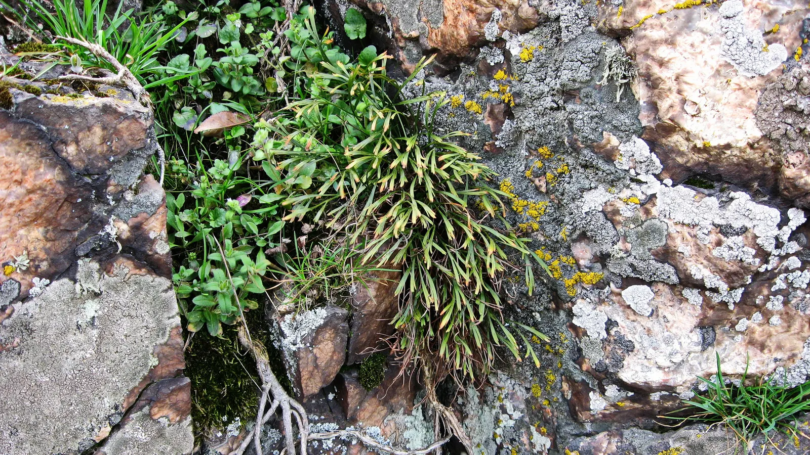 Hart's Tongue Fern (Asplenium Scolopendrium) — Thriving in USDA zones 5-8; fern for deep shade or half or shade, image 54