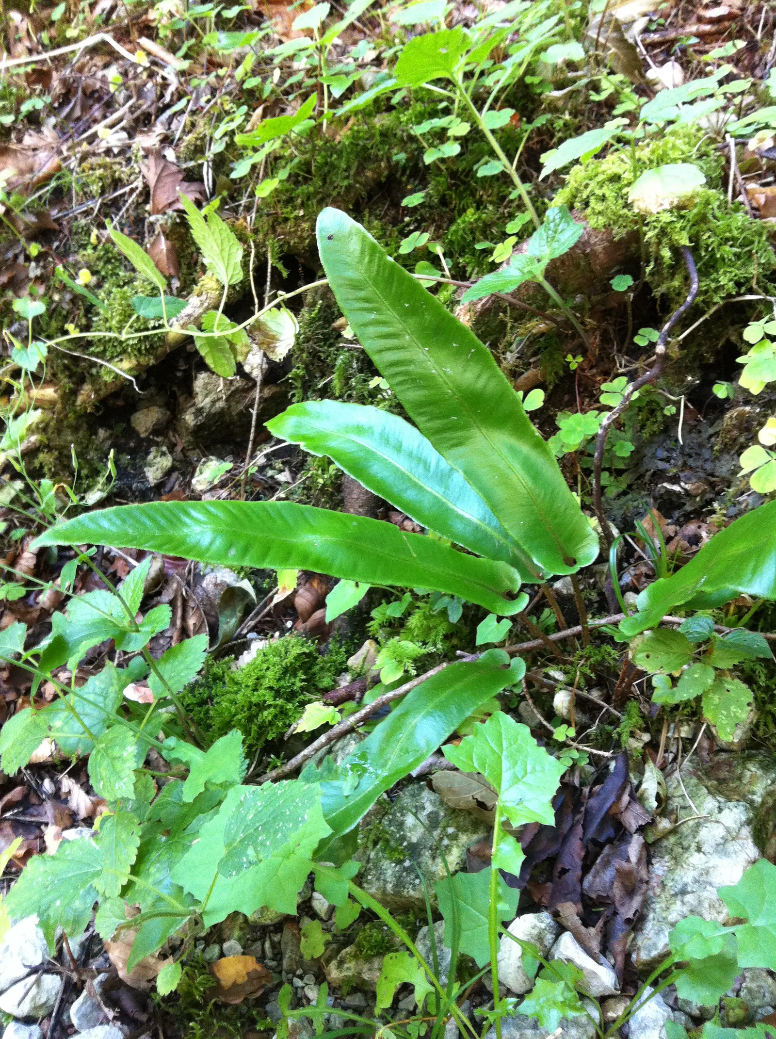 Hart's Tongue Fern (Asplenium Scolopendrium) — they boast a strap-like appearance; well-drained soil with a neutral to alkaline pH, image 137