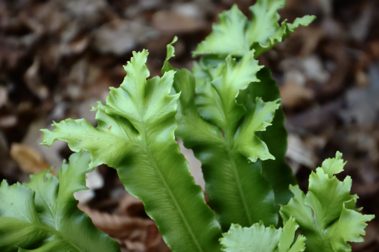 Hart's Tongue Fern (Asplenium Scolopendrium) — appreciated for its distinctive; scolopendrium apart are its fronds - simple and undivided, image 77