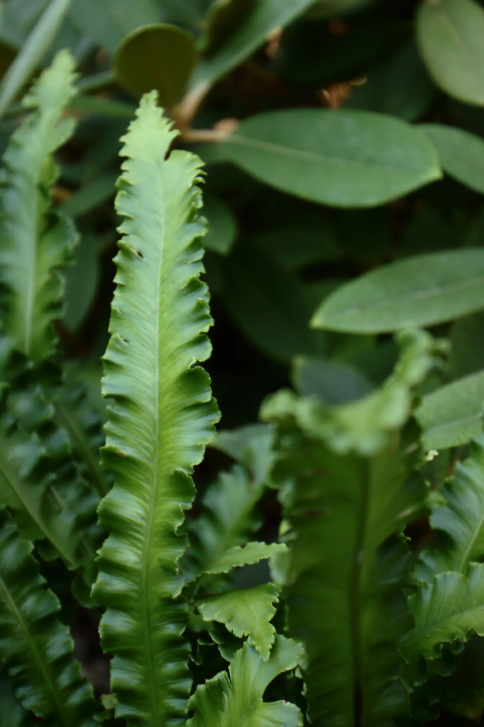 Hart's Tongue Fern (Asplenium Scolopendrium) — requiring protection from harsh afternoon sun; with only the removal of any tired or damaged fronds as needed