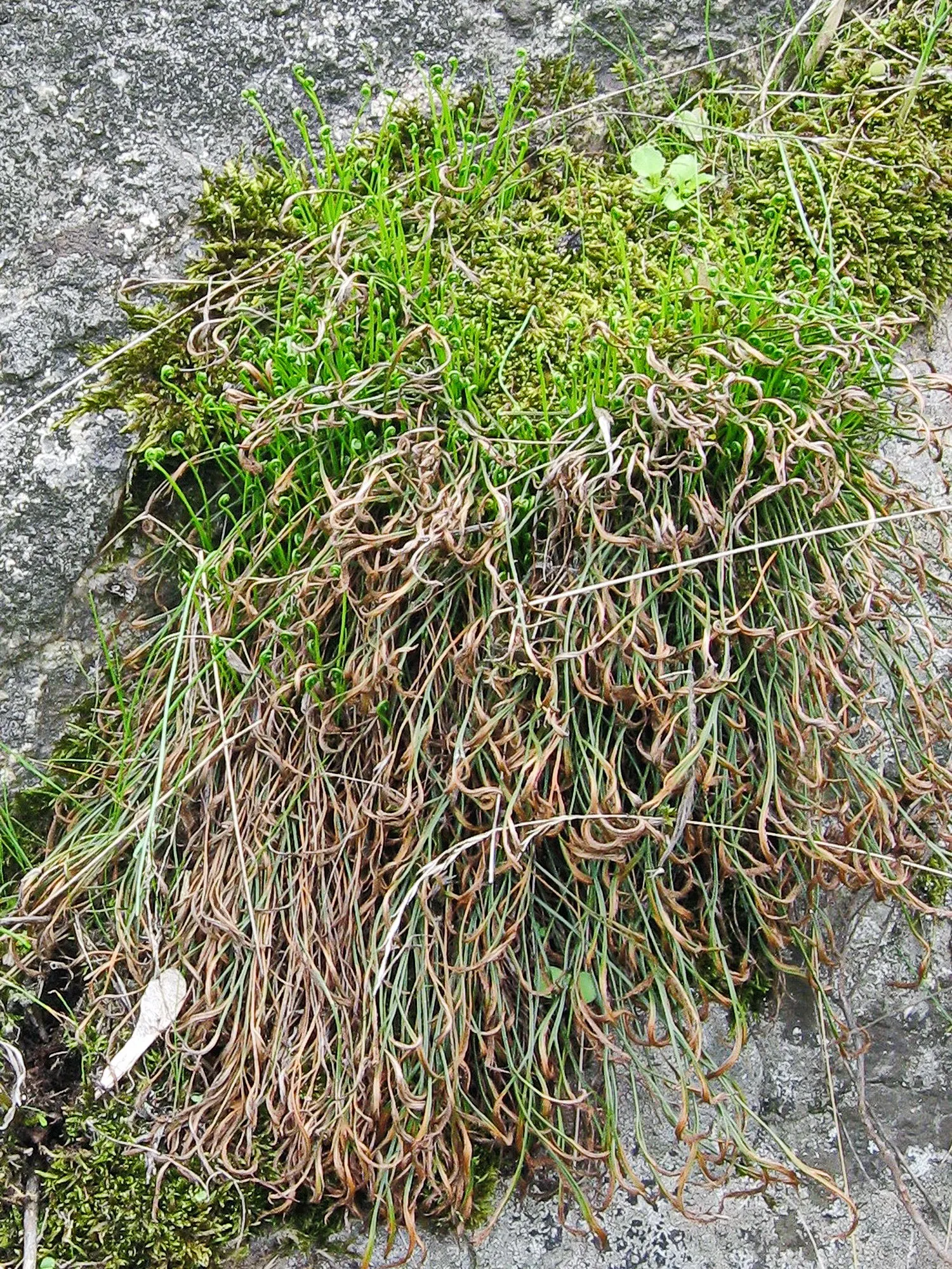 Hart's Tongue Fern (Asplenium Scolopendrium) — they boast a strap-like appearance; well-drained soil with a neutral to alkaline pH, image 112
