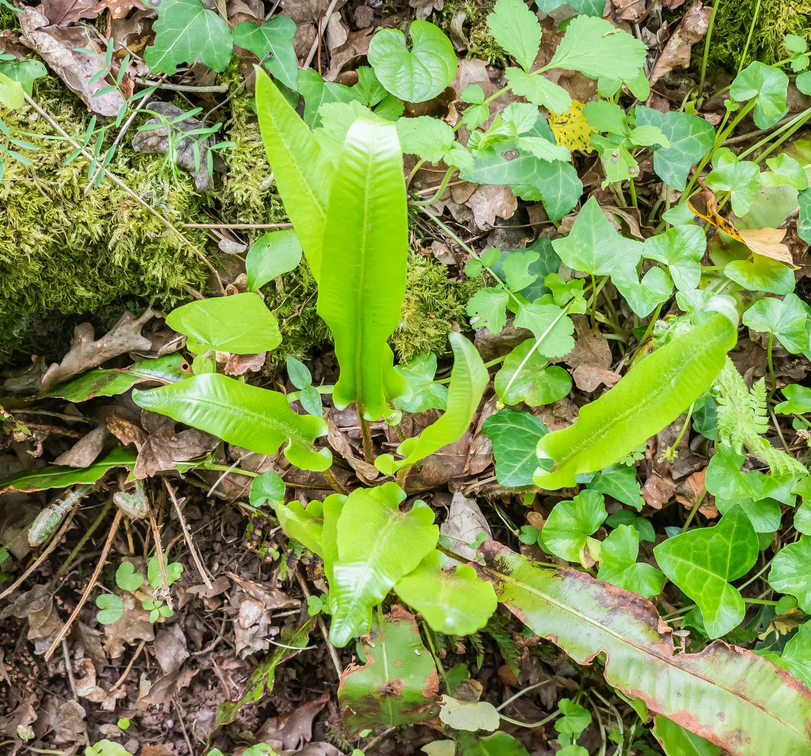 Hart's Tongue Fern (Asplenium Scolopendrium) — well-drained soil with a neutral to alkaline pH