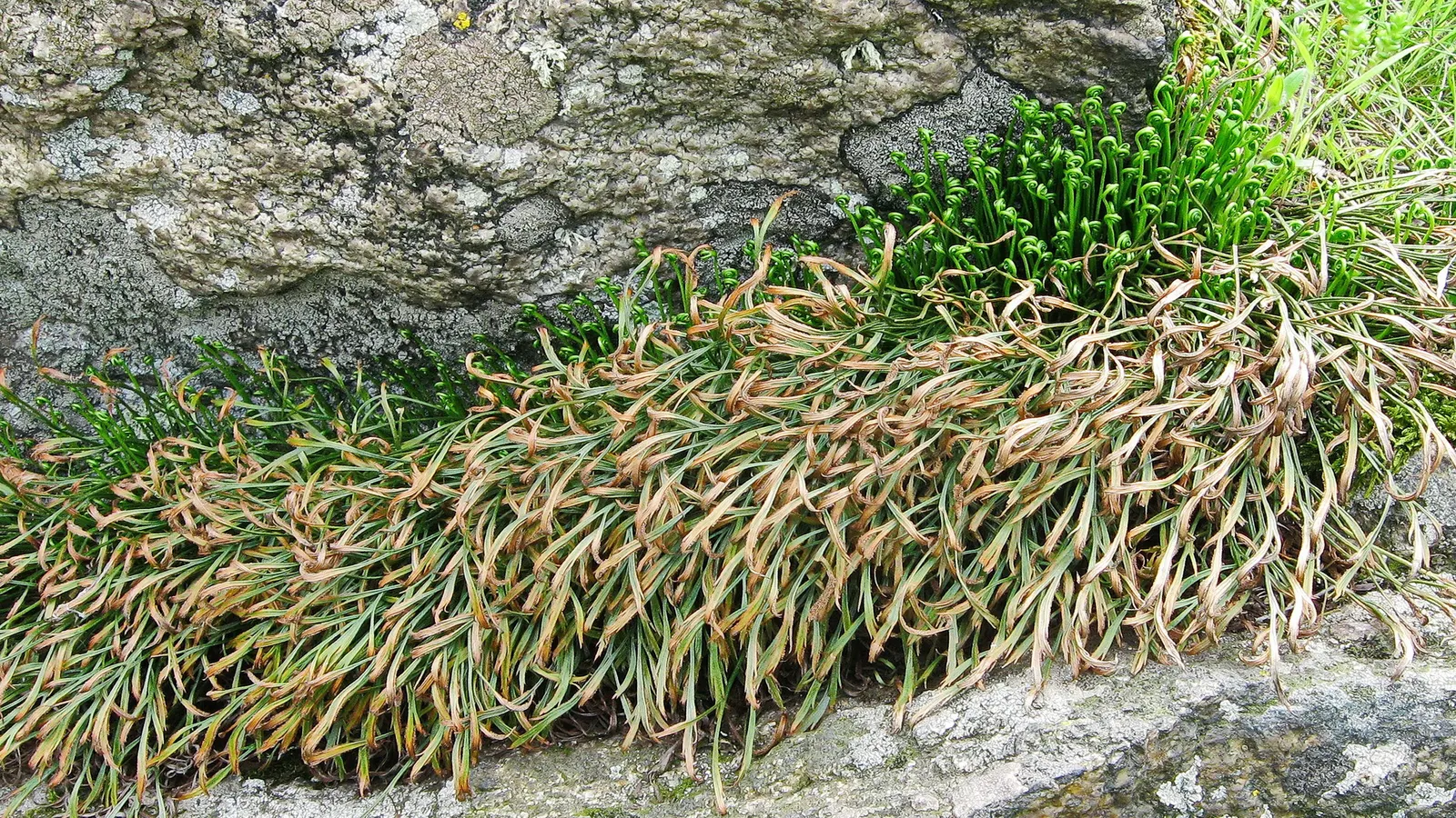 Hart's Tongue Fern (Asplenium Scolopendrium) — appreciated for its distinctive; scolopendrium apart are its fronds - simple and undivided, image 177