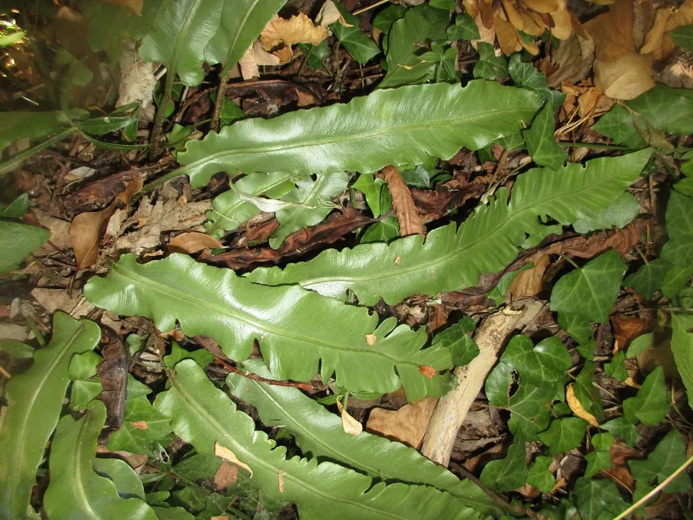 Hart's Tongue Fern (Asplenium Scolopendrium) — Thriving in USDA zones 5-8