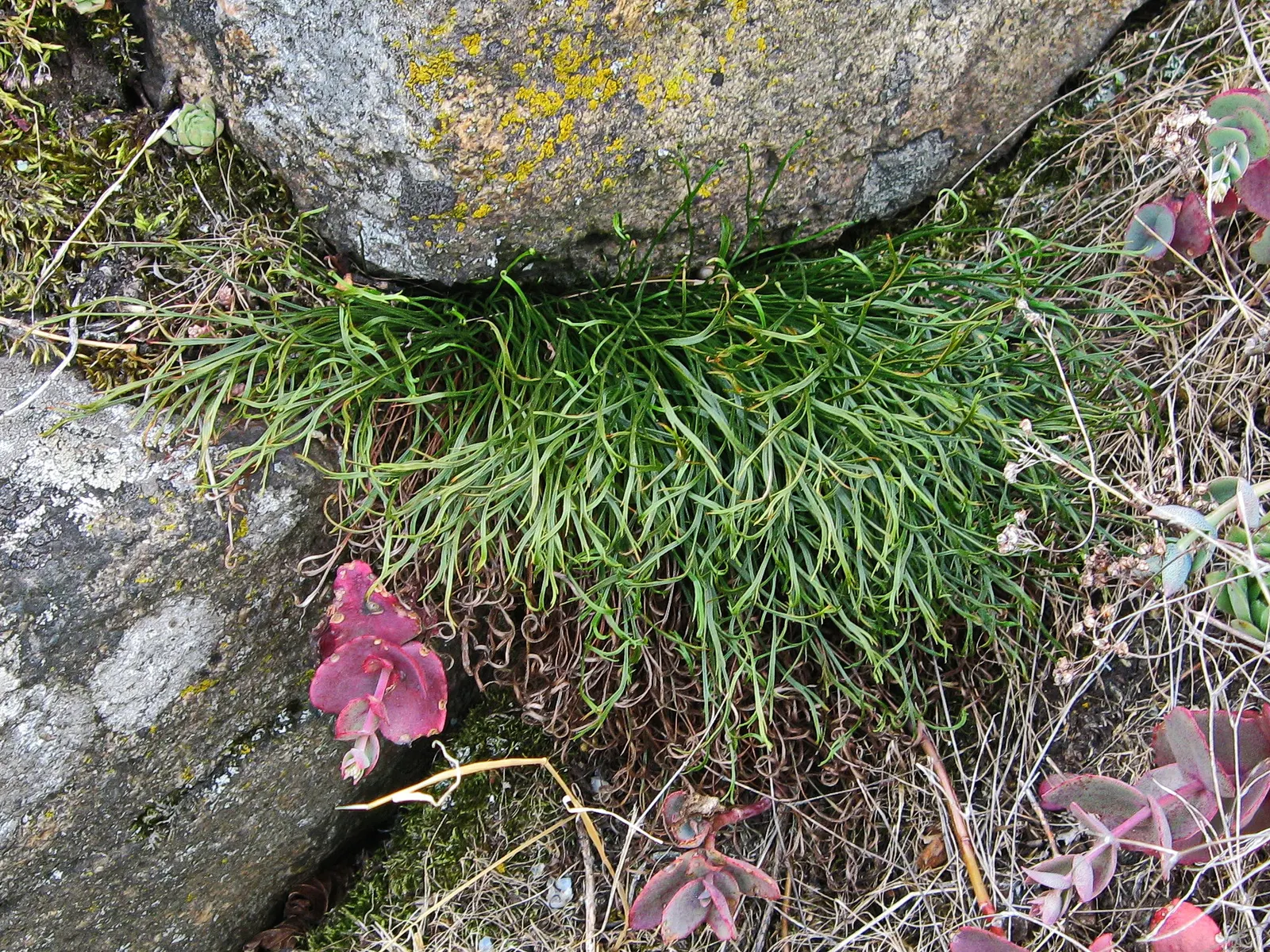 Hart's Tongue Fern (Asplenium Scolopendrium) — sori form a herringbone pattern; appreciated for its distinctive, image 65