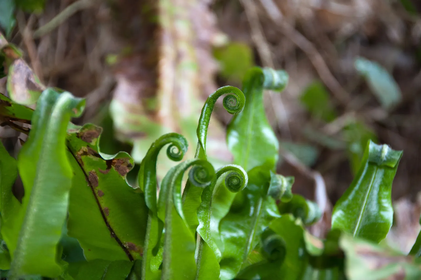 Hart's Tongue Fern (Asplenium Scolopendrium) — fern for deep shade or half or shade; <br><br>This low-maintenance fern demands little once, image 100