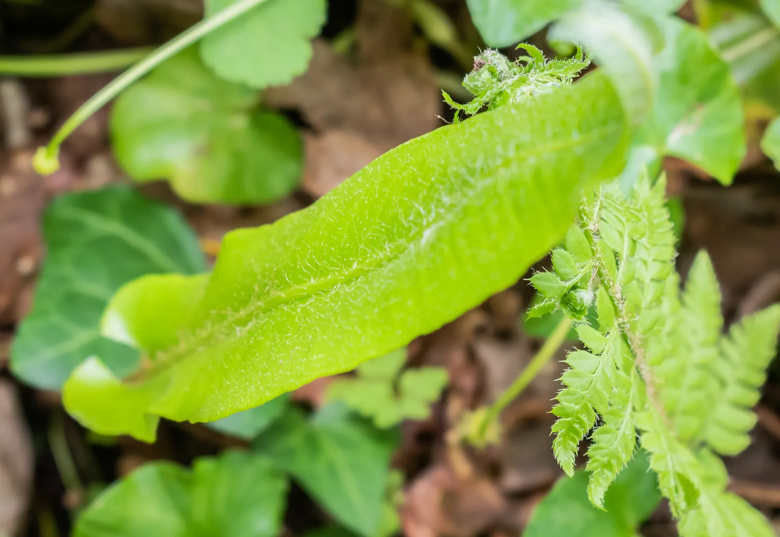 Hart's Tongue Fern (Asplenium Scolopendrium) — scolopendrium apart are its fronds - simple and undivided; scolopendrium as an ornamental candidate, image 86