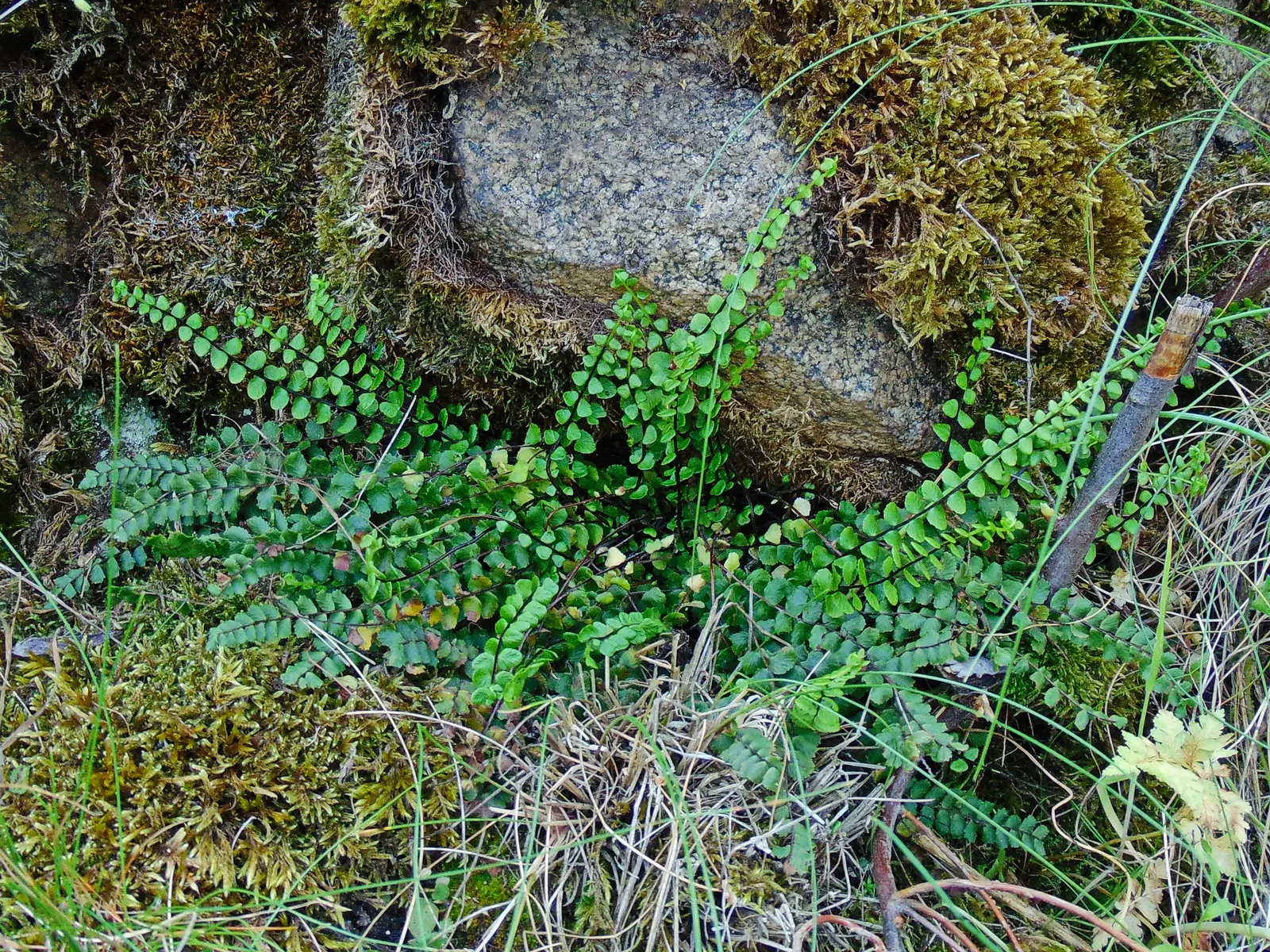 Hart's Tongue Fern (Asplenium Scolopendrium) — glossy fronds splay outwards like green tongues; typically reaching lengths of 10 to 18 inches
