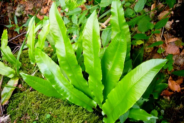 Hart's Tongue Fern (Asplenium Scolopendrium) — Incorporating this fern into a landscape provides exceptional textural contrast; they boast a, image 95
