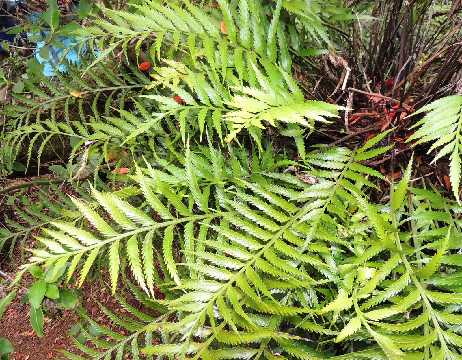Hart's Tongue Fern (Asplenium Scolopendrium) — <br><br>This low-maintenance fern demands little once established - no routine pruning; the Hart's, image 122
