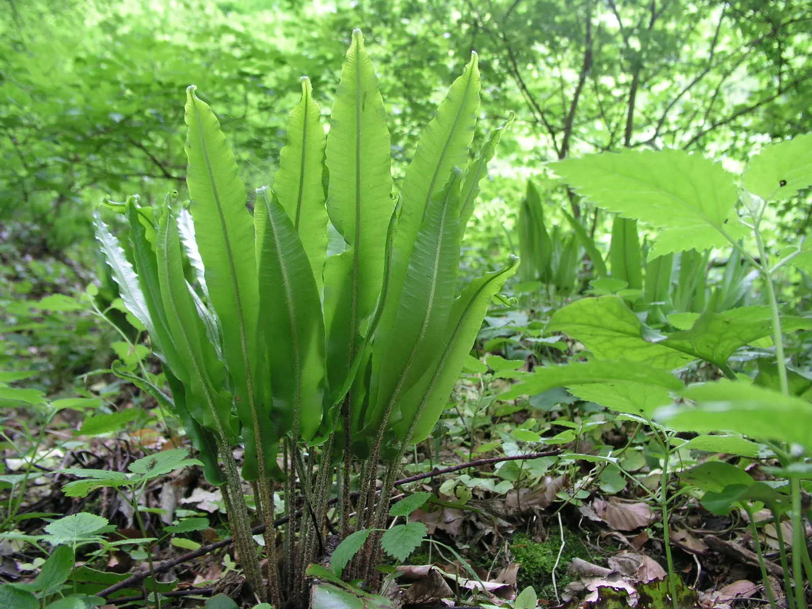 Hart's Tongue Fern (Asplenium Scolopendrium) — especially when planted against coarser ferns or as an accent in rock gardens; it prefers, image 71