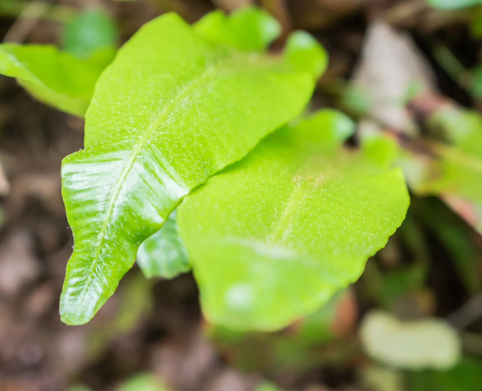 Hart's Tongue Fern (Asplenium Scolopendrium) — scolopendrium as an ornamental candidate for shaded borders; sori form a herringbone pattern, image 99