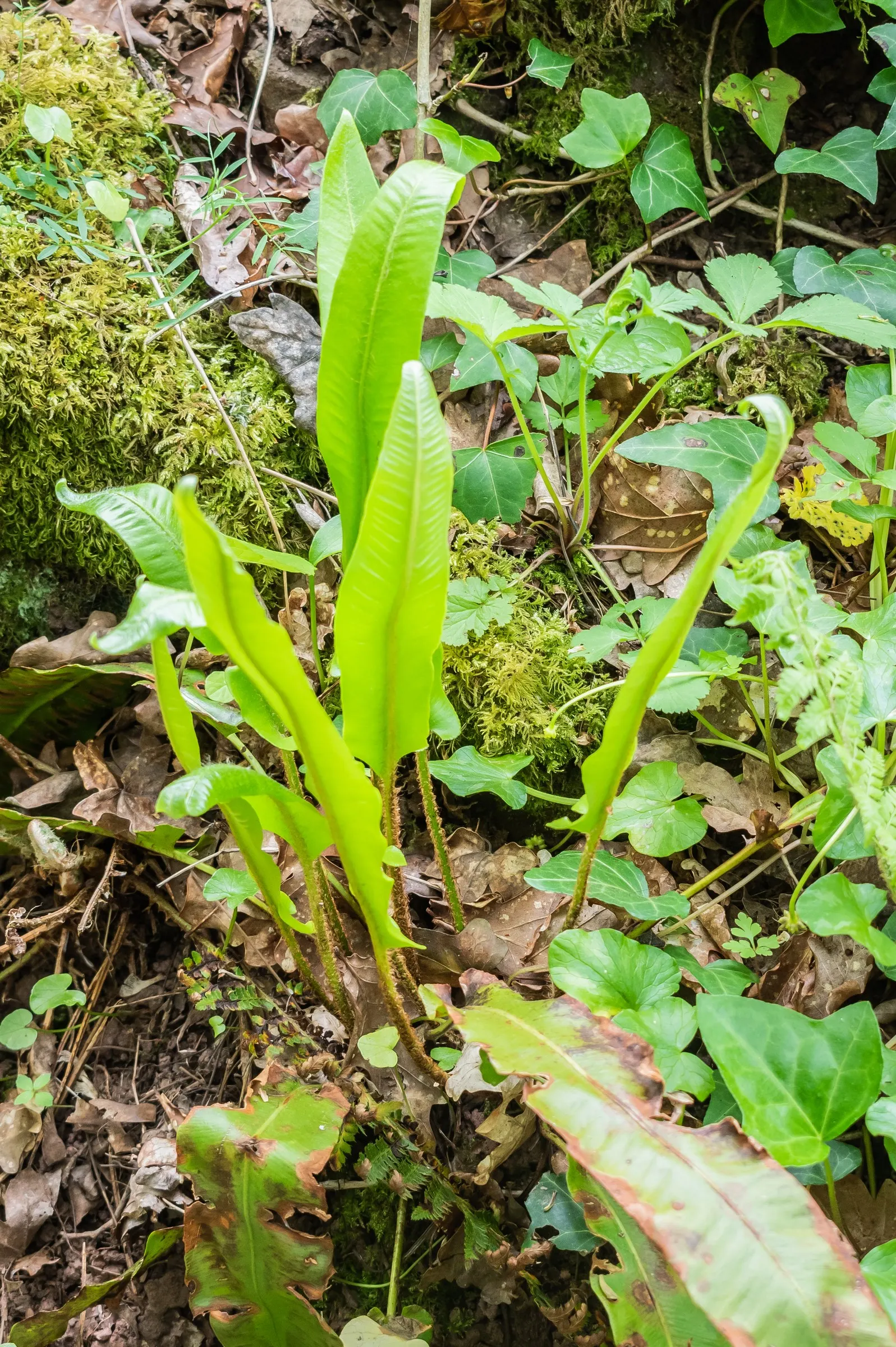 Hart's Tongue Fern (Asplenium Scolopendrium) — a feature contrasting with the more intricately divided leaves of most other fern species, image 113
