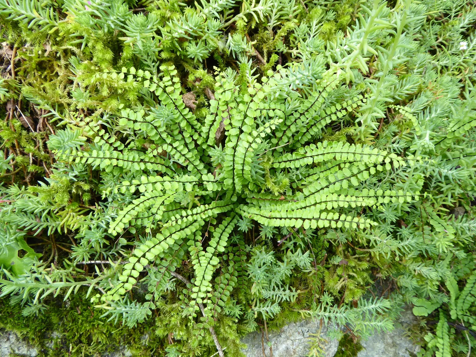 Hart's Tongue Fern (Asplenium Scolopendrium) — It prefers consistently moist, but not soggy, soil with good drainage and a slightly alkaline pH; it, image 144