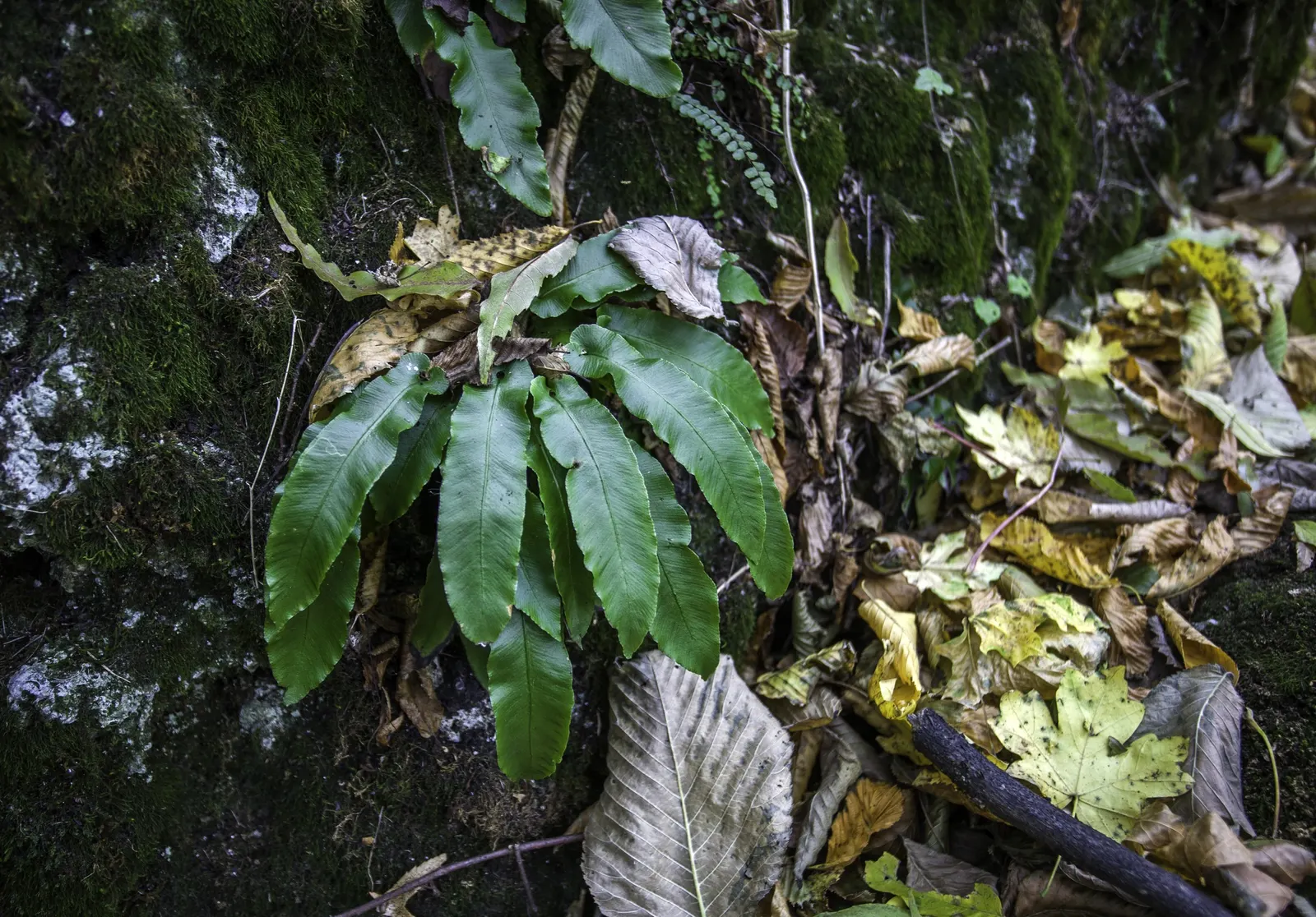 Hart's Tongue Fern (Asplenium Scolopendrium) — giving rise to spores that facilitate the propagation of the plant; glossy fronds splay outwards, image 116