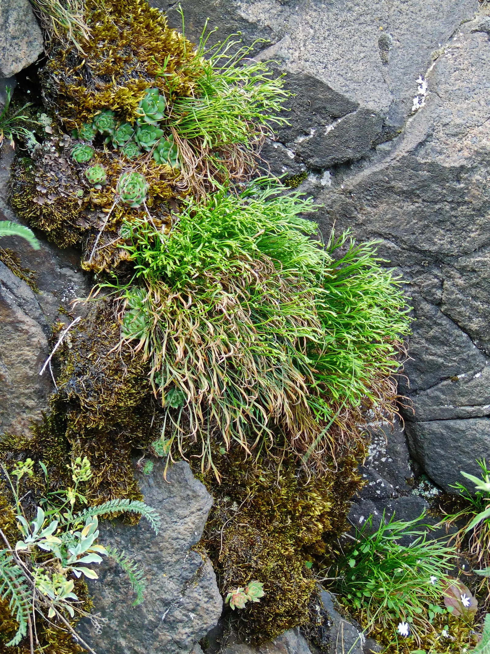 Hart's Tongue Fern (Asplenium Scolopendrium) — scolopendrium as an ornamental candidate for shaded borders