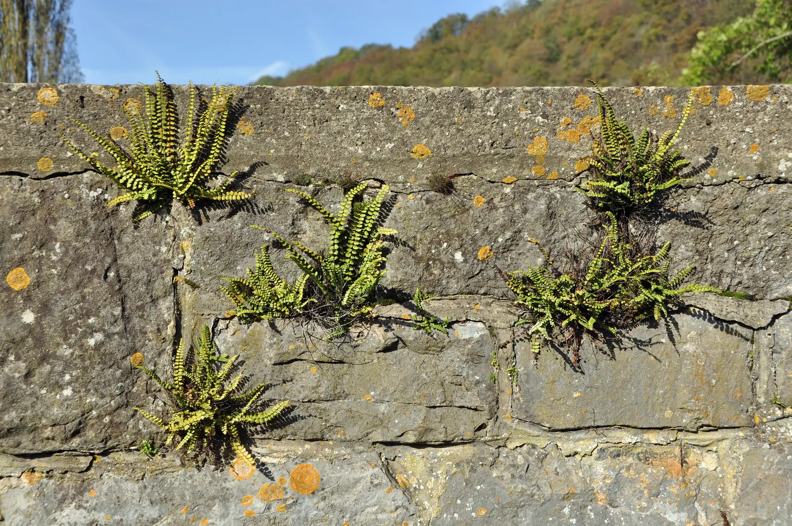 Hart's Tongue Fern (Asplenium Scolopendrium) — The Hart's Tongue Fern (Asplenium scolopendrium) is an evergreen perennial fern; thriving in USDA, image 151