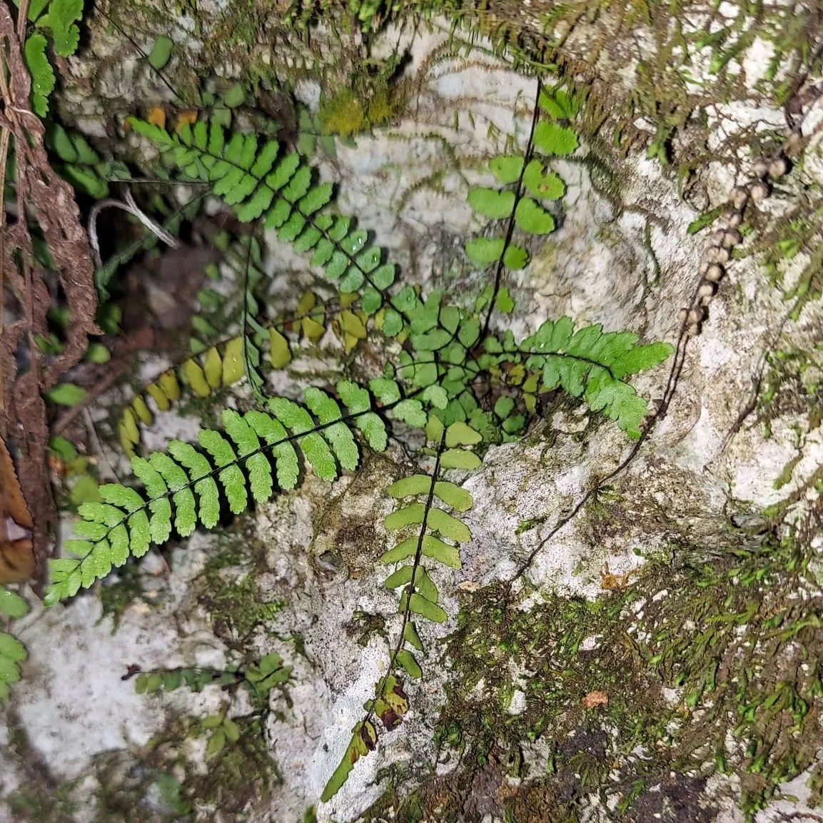 Hart's Tongue Fern (Asplenium Scolopendrium) — a feature contrasting with the more intricately divided leaves of most other fern species, image 138