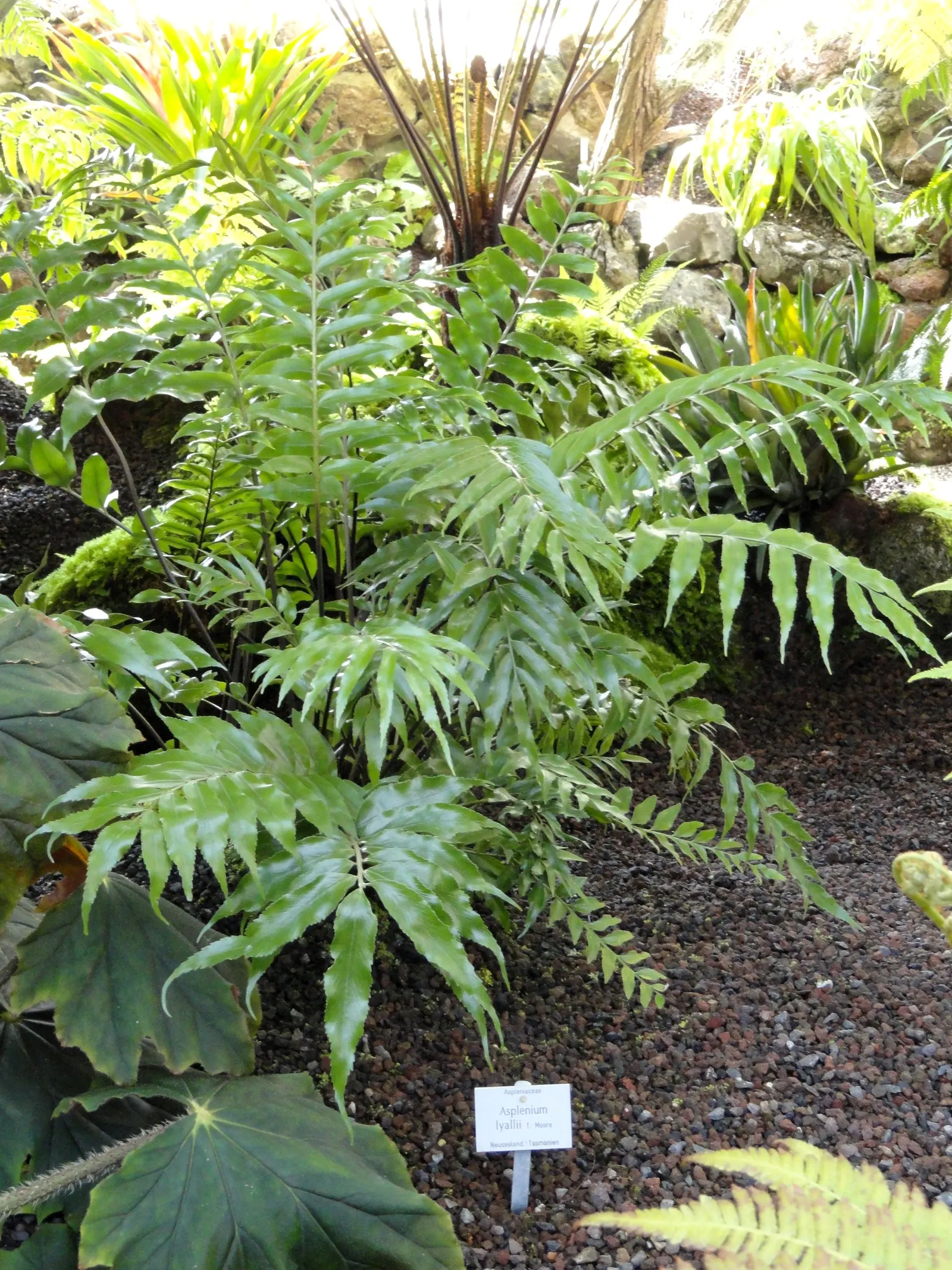 Hart's Tongue Fern (Asplenium Scolopendrium) — scolopendrium as an ornamental candidate for shaded borders; sori form a herringbone pattern, image 149