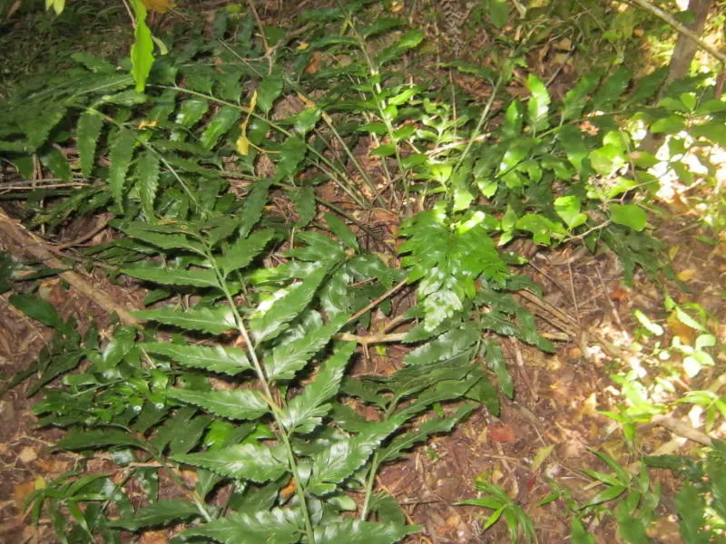 Hart's Tongue Fern (Asplenium Scolopendrium) — wavy-edged foliage adds texture and lush greenery to shaded gardens; especially when planted against, image 107