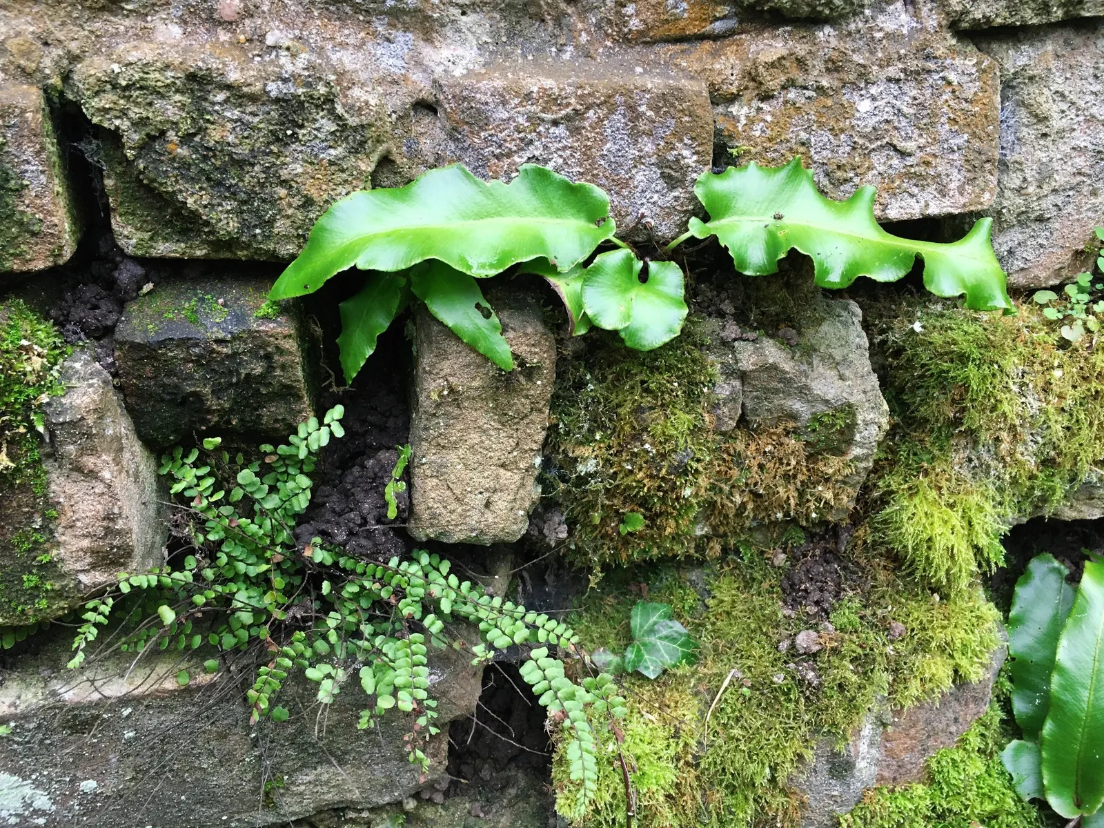 Hart's Tongue Fern (Asplenium Scolopendrium) — typically reaching lengths of 10 to 18 inches; <br><br>Hart's Tongue Fern favors USDA Hardiness, image 110