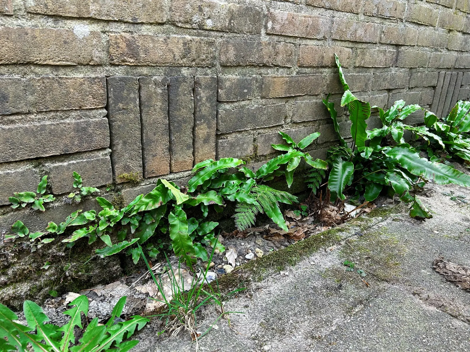Hart's Tongue Fern (Asplenium Scolopendrium) — It prefers consistently moist, but not soggy, soil with good drainage and a slightly alkaline pH