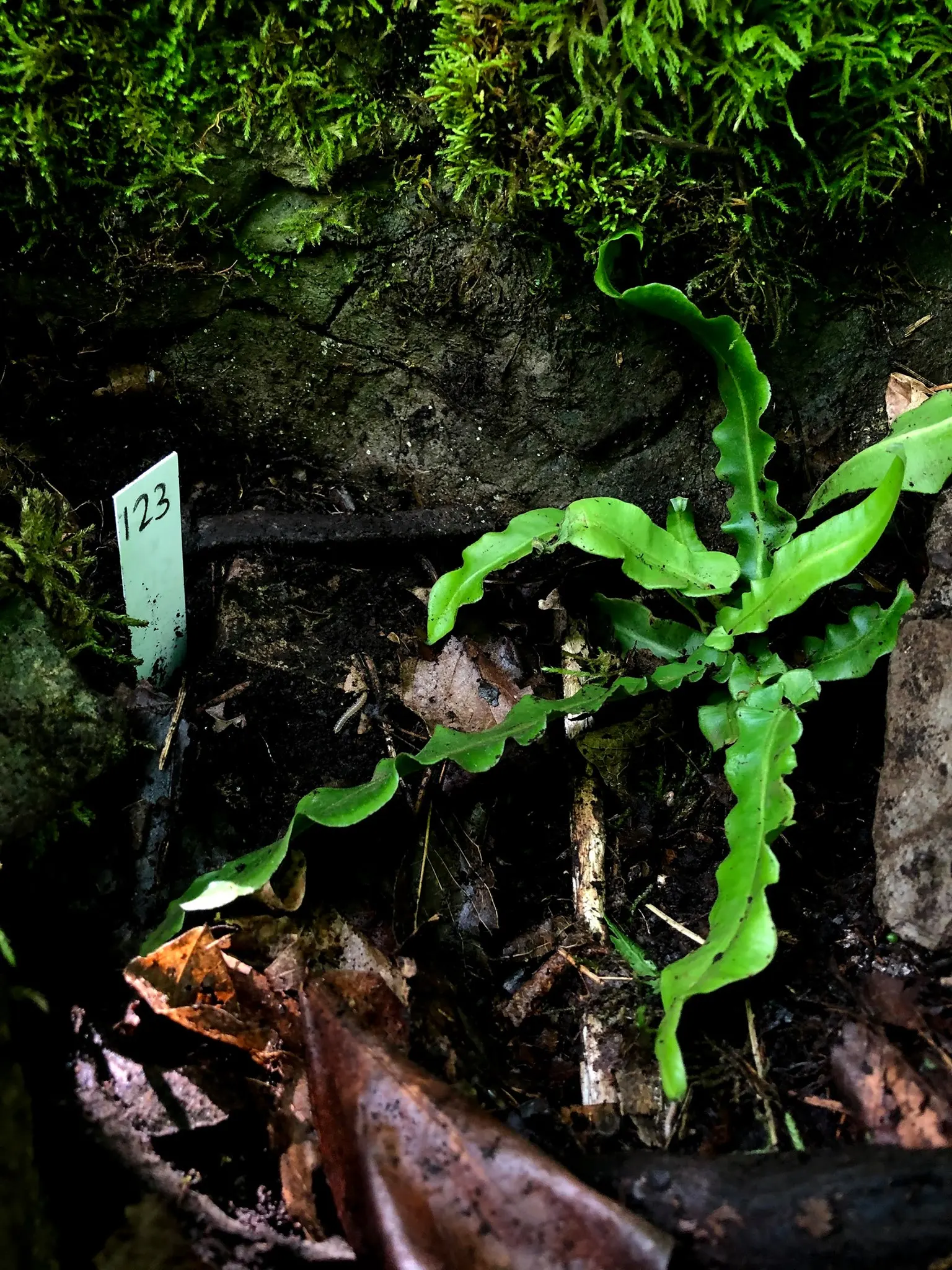 Hart's Tongue Fern (Asplenium Scolopendrium) — it prefers partial to full shade and moist; wavy-edged foliage adds texture and lush greenery to, image 55