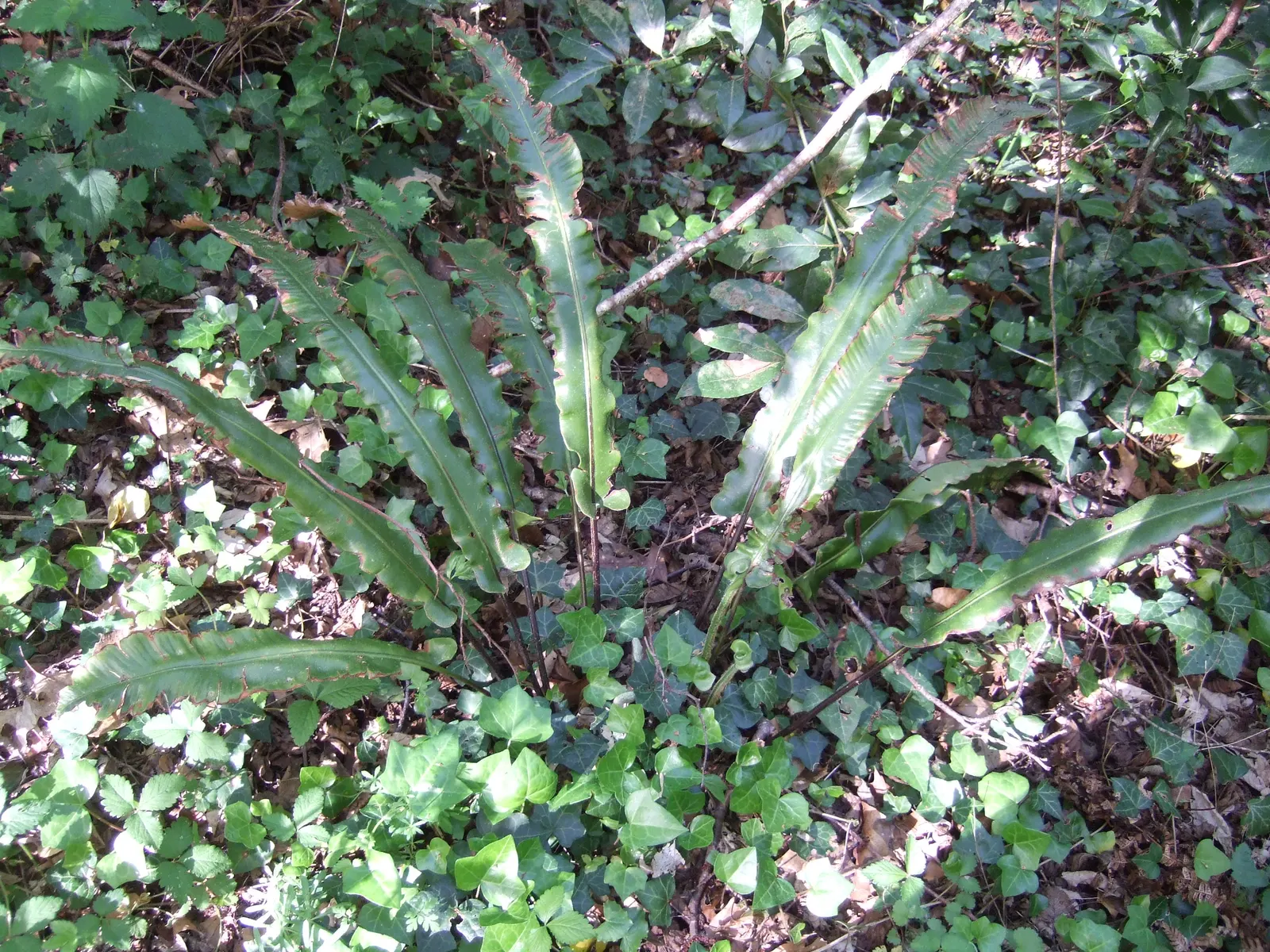 Hart's Tongue Fern (Asplenium Scolopendrium) — strap-like fronds that can reach 1-1.5 feet in length; requiring protection from harsh afternoon sun, image 153