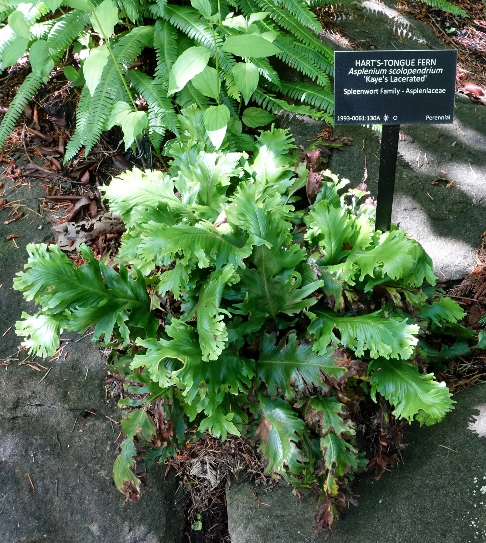 Hart's Tongue Fern (Asplenium Scolopendrium) — Along the back of each mature frond; incorporating this fern into a landscape provides exceptional, image 64