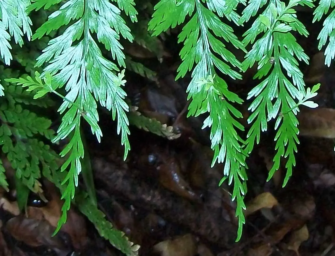 Hart's Tongue Fern (Asplenium Scolopendrium) — Along the back of each mature frond; incorporating this fern into a landscape provides exceptional, image 139