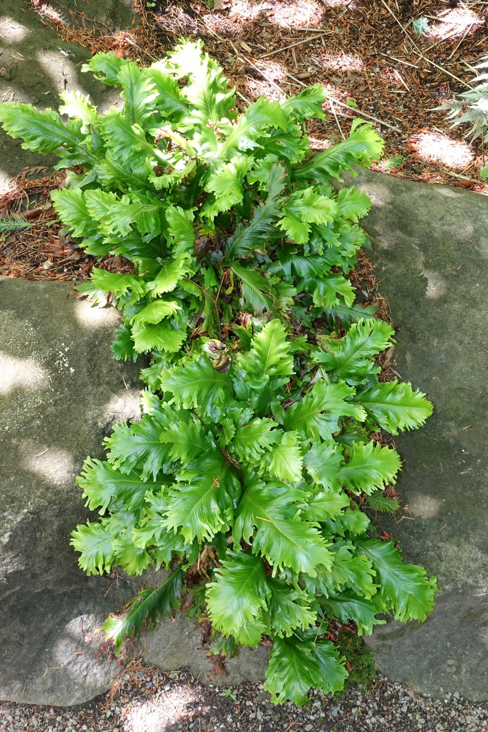 Hart's Tongue Fern (Asplenium Scolopendrium) — making it a striking choice for woodland settings and rock gardens; strap-like fronds that can reach 1-1.5 feet