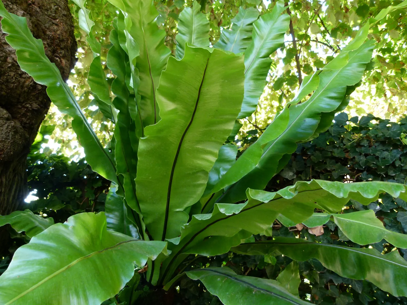 Hart's Tongue Fern (Asplenium Scolopendrium) — giving rise to spores that facilitate the propagation of the plant; glossy fronds splay outwards, image 166
