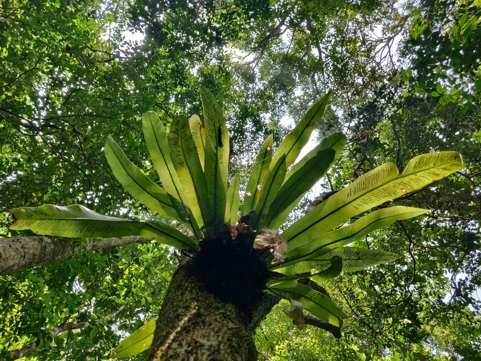 Hart's Tongue Fern (Asplenium Scolopendrium) — especially when planted against coarser ferns or as an accent in rock gardens; it prefers, image 121