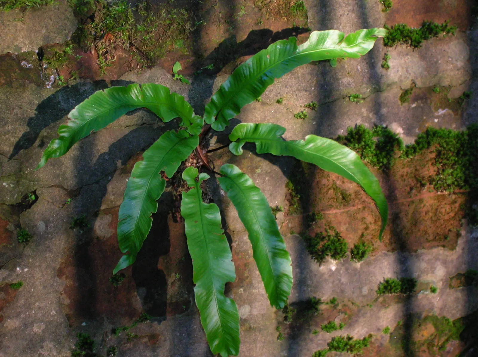 Hart's Tongue Fern (Asplenium Scolopendrium) — making it a striking choice for woodland settings and rock gardens