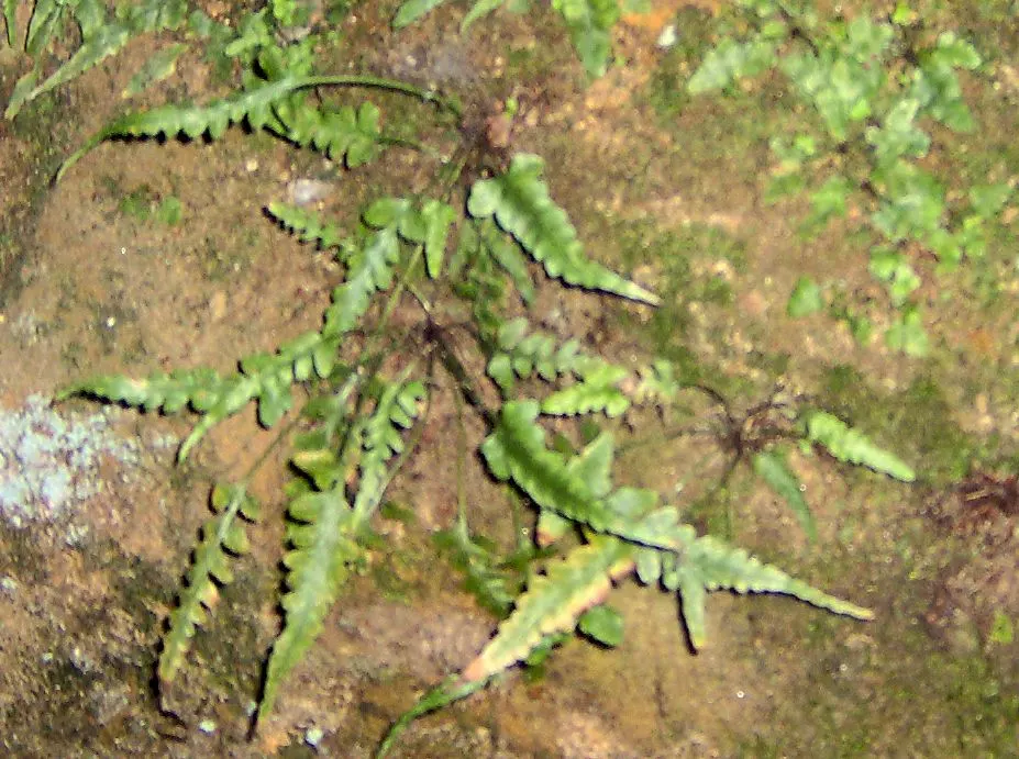 Hart's Tongue Fern (Asplenium Scolopendrium) — appreciated for its distinctive; scolopendrium apart are its fronds - simple and undivided
