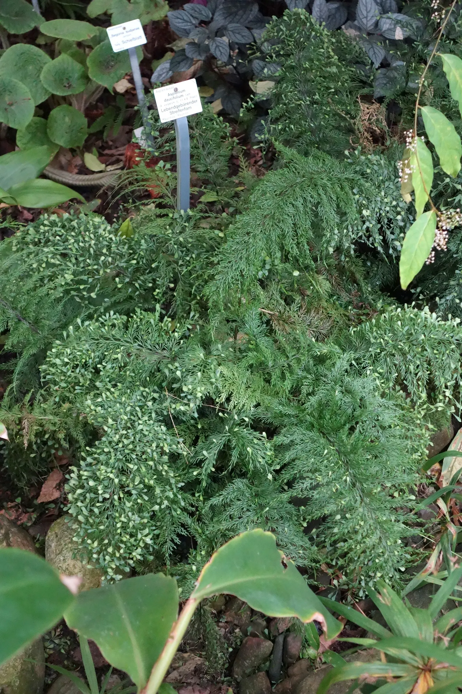 Hart's Tongue Fern (Asplenium Scolopendrium) — Thriving in USDA zones 5-8; fern for deep shade or half or shade, image 104