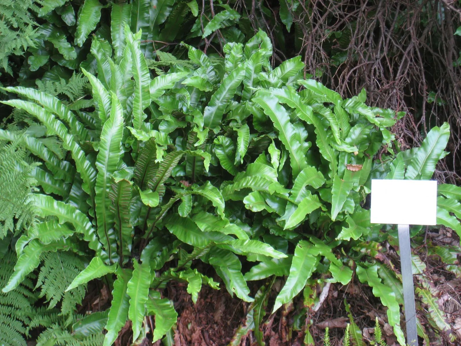 Hart's Tongue Fern (Asplenium Scolopendrium) — giving rise to spores that facilitate the propagation of the plant