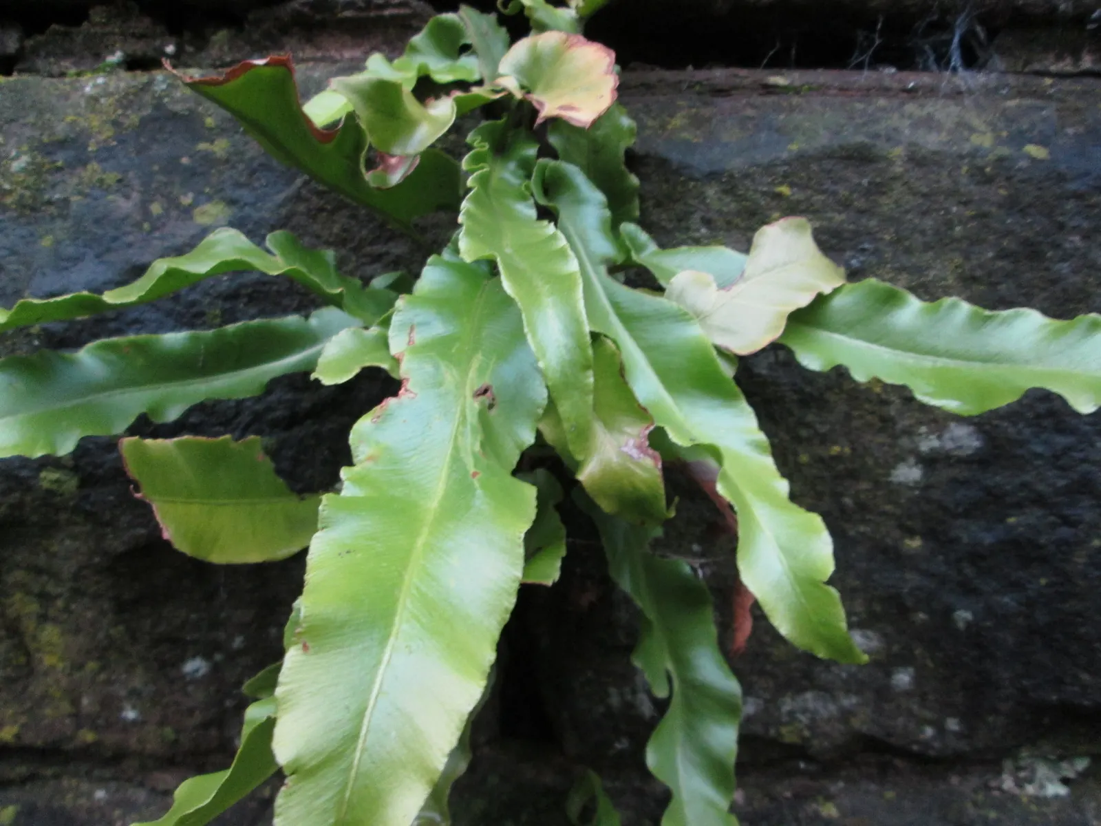 Hart's Tongue Fern (Asplenium Scolopendrium) — The Hart's Tongue Fern (Asplenium scolopendrium) is an evergreen perennial fern; thriving in USDA, image 76