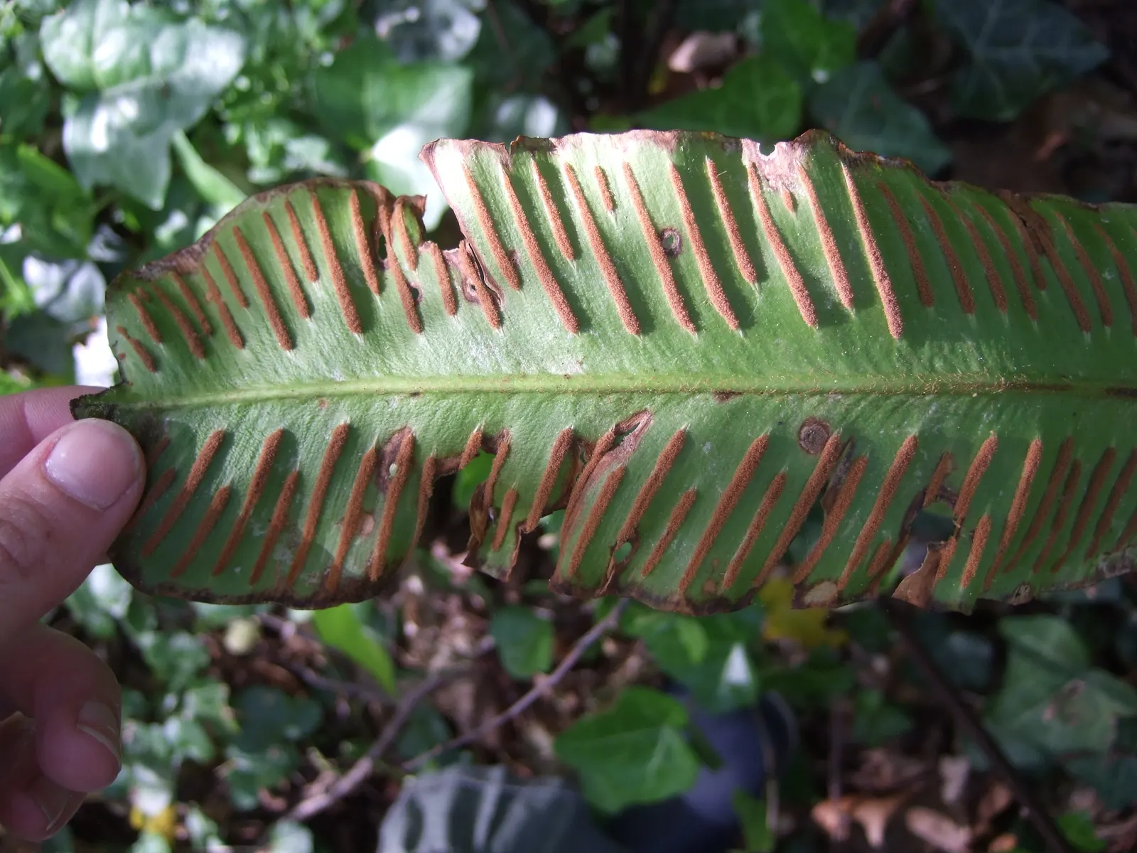 Hart's Tongue Fern (Asplenium Scolopendrium) — <br><br>Hart's Tongue Fern favors USDA Hardiness Zones 5 through 8 and thrives in partial to full, image 142