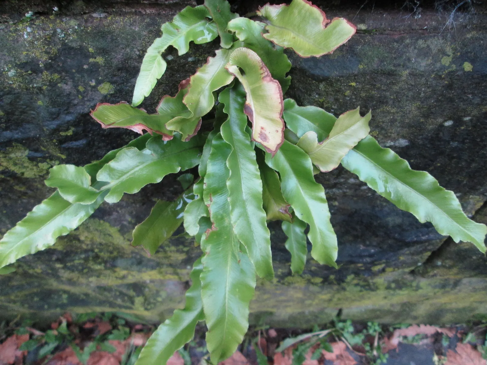 Hart's Tongue Fern (Asplenium Scolopendrium) — strap-like fronds that can reach 1-1.5 feet in length; requiring protection from harsh afternoon sun, image 53