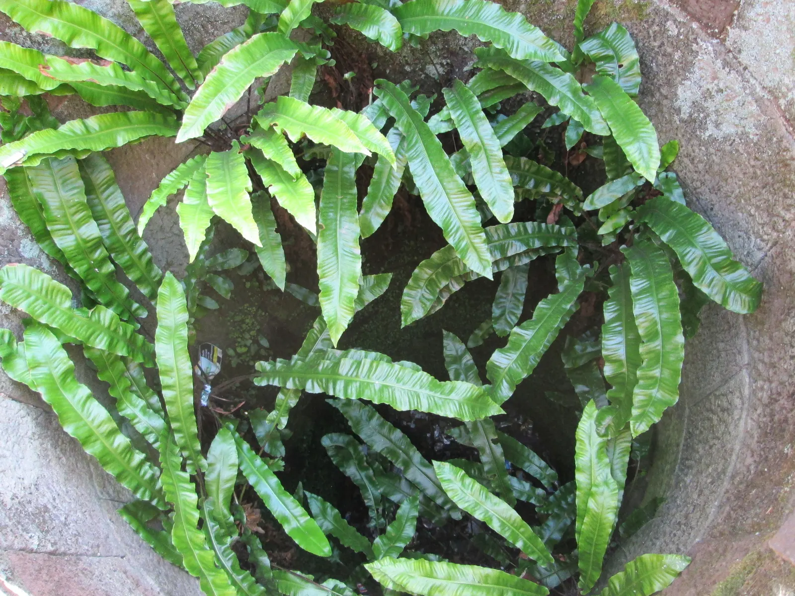 Hart's Tongue Fern (Asplenium Scolopendrium) — strap-like fronds that can reach 1-1.5 feet in length