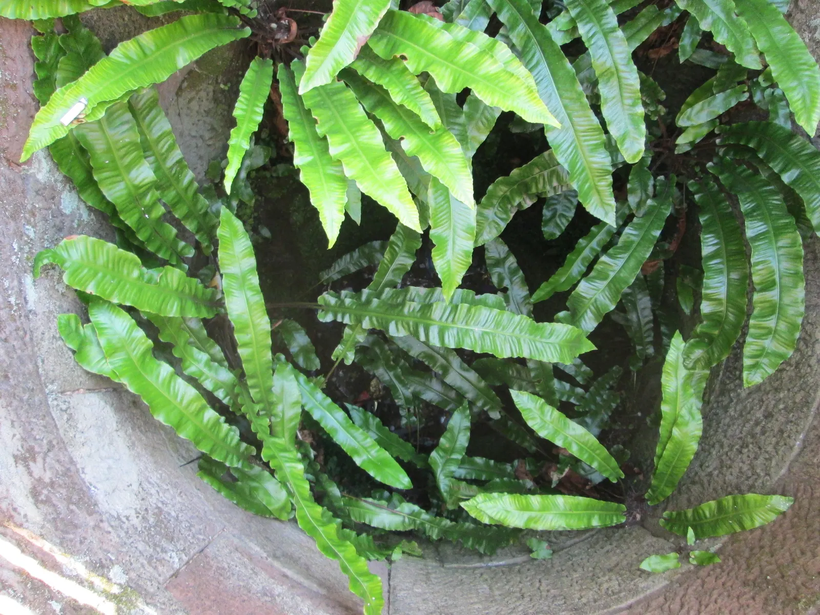 Hart's Tongue Fern (Asplenium Scolopendrium) — <br><br>Hart's Tongue Fern favors USDA Hardiness Zones 5 through 8 and thrives in partial to full, image 92